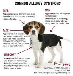 your Beagle: Allergies - part 